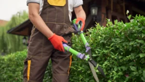 landscaping pro working with Hedge shears