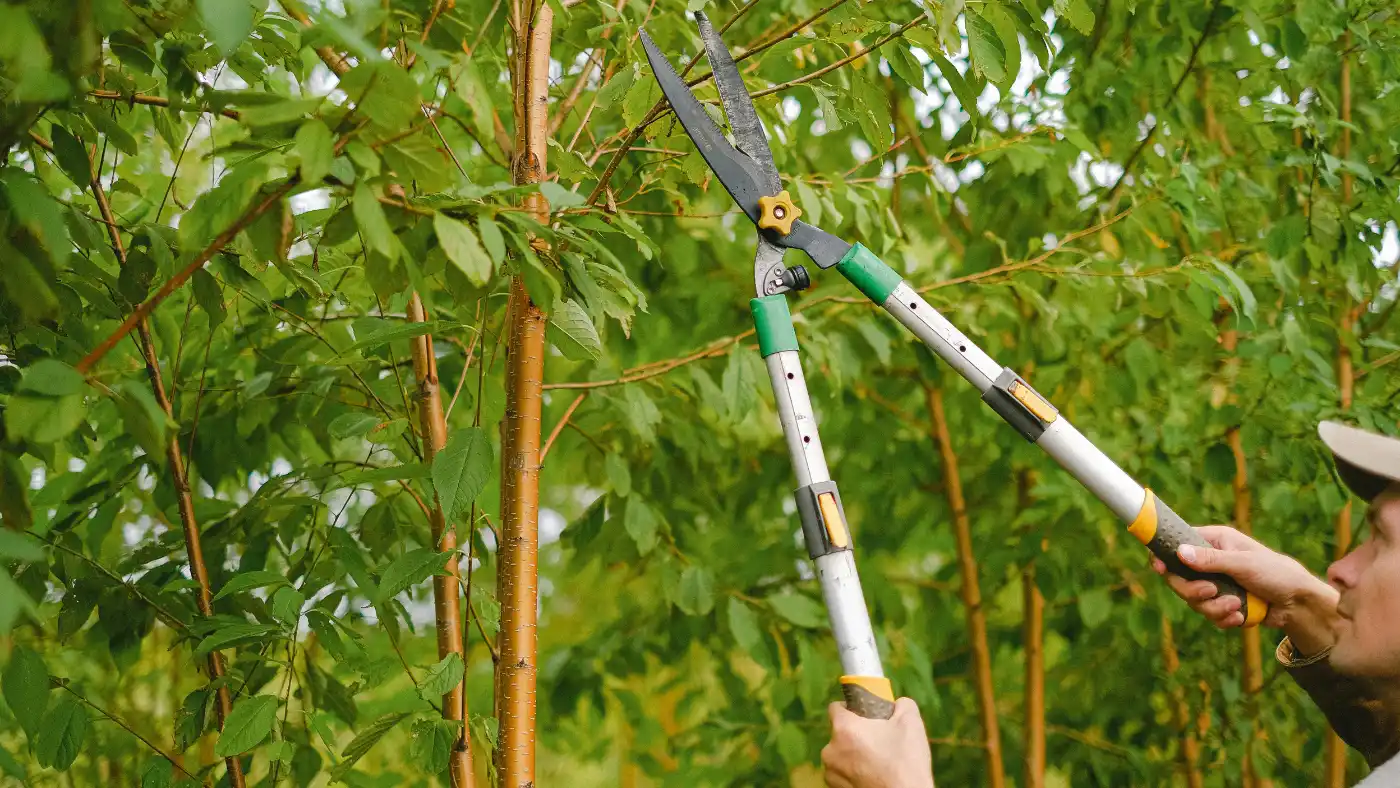 pro gardener cutting the branch of trees of tree