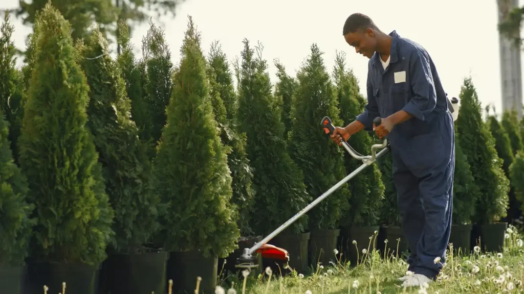 Tree service worker trimming grass beside a row of evergreen trees