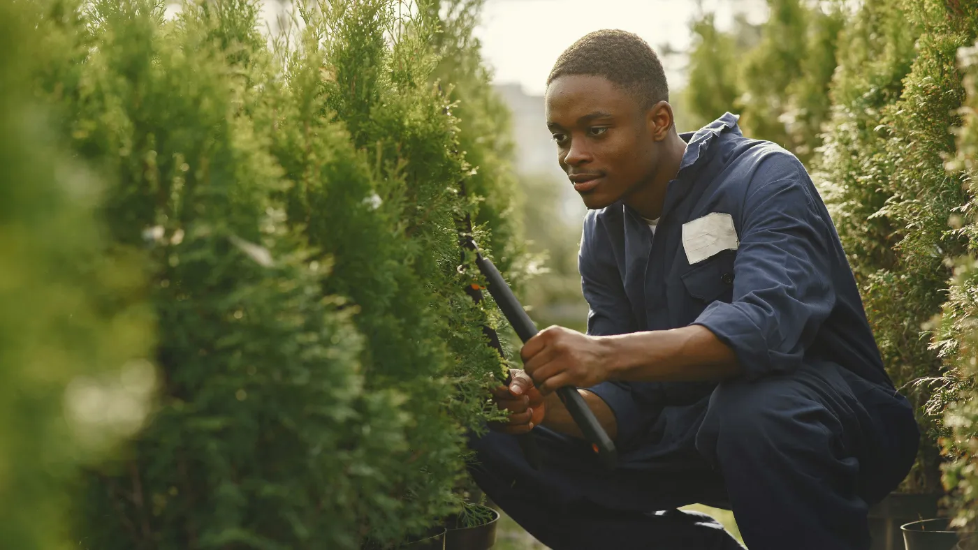 Landscaping worker trimming hedges in a lawn
