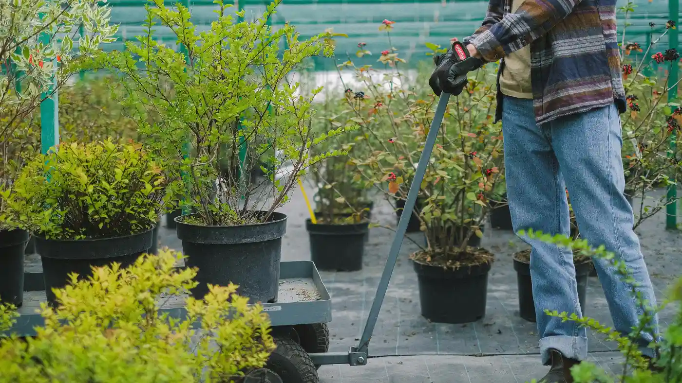 Landscaper moving potted plants on a cart at a nursery for lawn and landscaping services