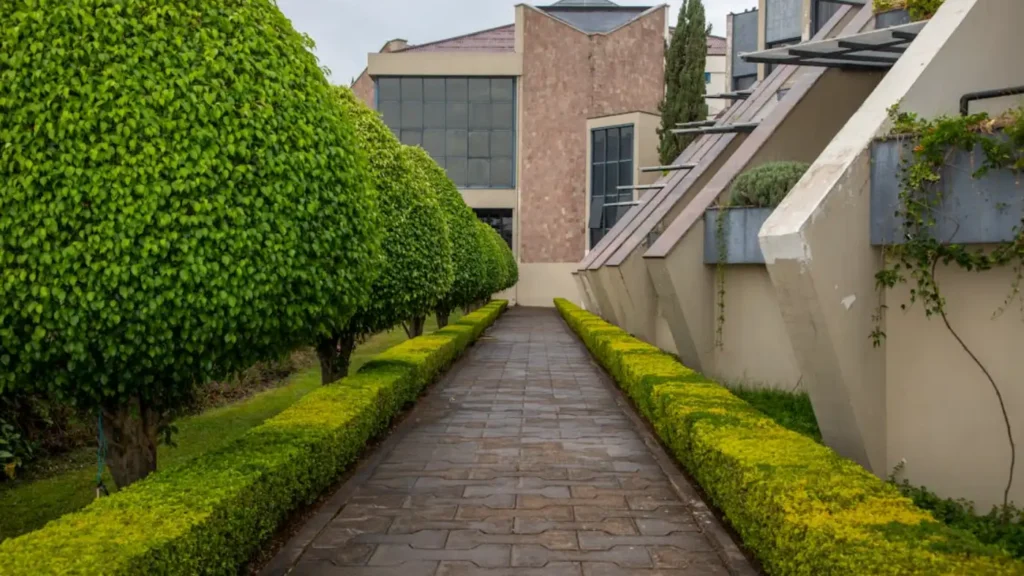 Well-maintained landscaped walkway with trimmed hedges outside commercial building, representing licensed lawn care business services