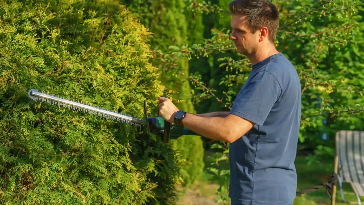 Man using a long electric hedge trimmer to shape a tall green arborvitae hedge in a backyard at golden hour.
