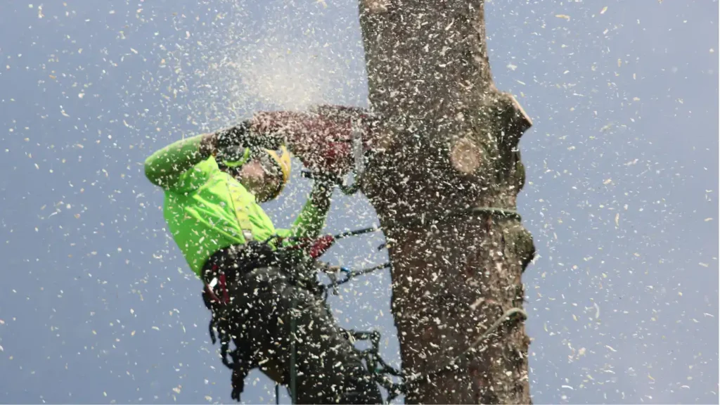 Arborist in safety gear high on a tree trunk cutting with a chainsaw amid a spray of sawdust, with a rigging rope wrapped around the trunk.