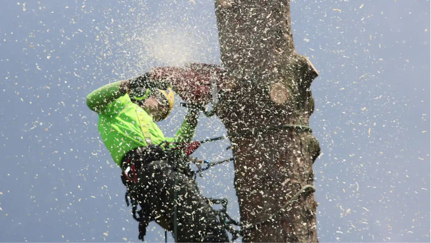 Arborist in safety gear high on a tree trunk cutting with a chainsaw amid a spray of sawdust, with a rigging rope wrapped around the trunk.